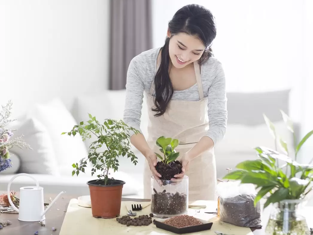 cây xanh trong nhà để giải trí