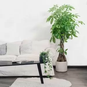 Những loại cây nên đặt trong nhà