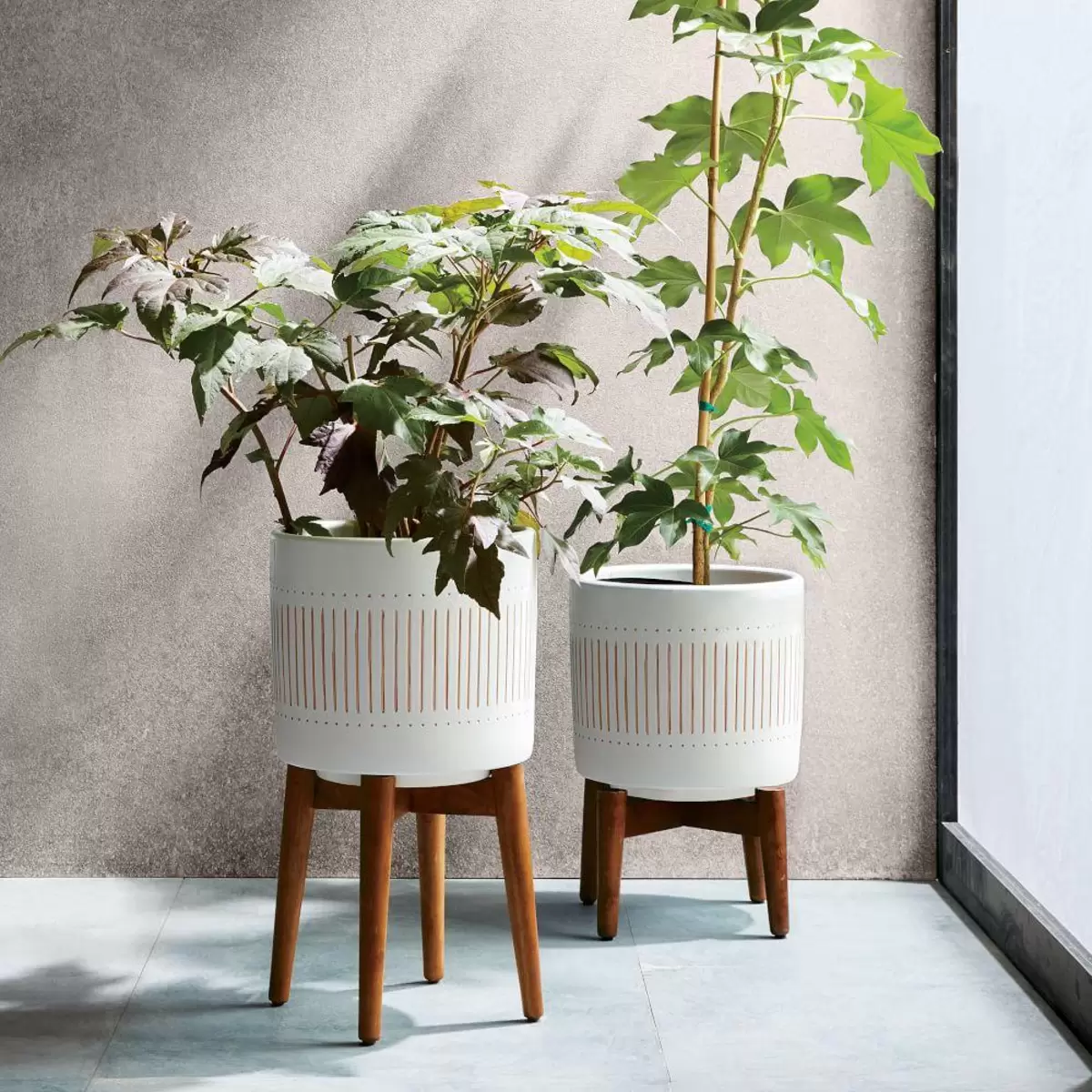 Đặt cây xanh trong nhà để điều hòa không khí