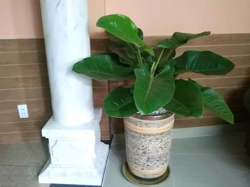 Những lưu ý khi trồng cây xanh trong nhà ở